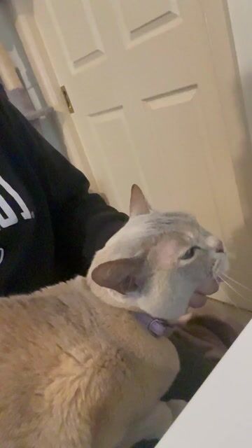 Cat with white and tan markings wearing a purple collar, resting against person's shoulder